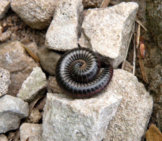 millepiedi? (Julidae)